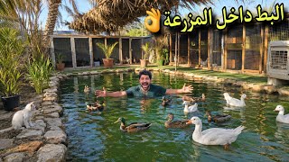 إضافية جديد البط العراقي يدخل المزرعة 🚜 رحلة اليوم اقوه جناي العصافير الإنكليزي راح تنصدمون بالأسعار