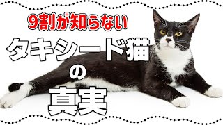 タキシード猫の驚きの真実15選黒白猫の豆知識・特徴や性格も