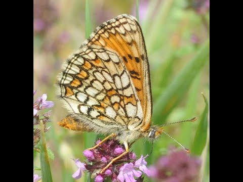 Video: Meet Meadow Flowers