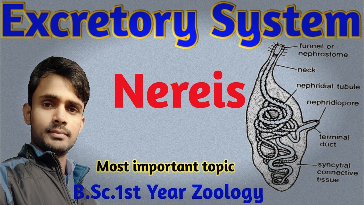 Excretory System in Nereis | Paper-2 Zoology| B.Sc.1st Year | by-Prahalad Sin
