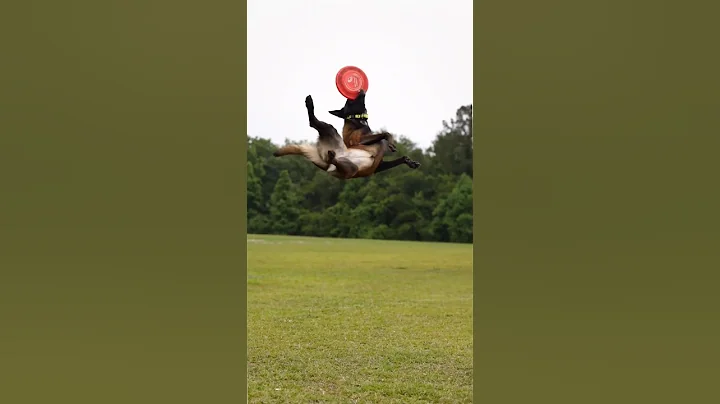 adventurous flying Belgian malinois are awesome #dog #shorts #training #shepherd #4k #adventure #k9