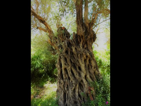 الدكتور أحمد الشريدة يتحدث عن شجر الزيتون المعمر الرومي في وادي الريان