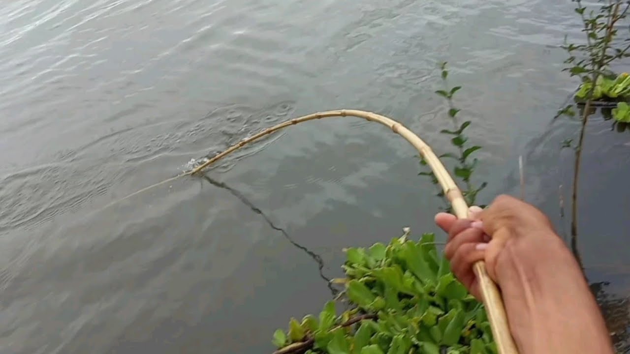 Pescaria de tilápias gigantes no Rio grande em apenas 2 horas tudo isso aconteceu inacreditável 