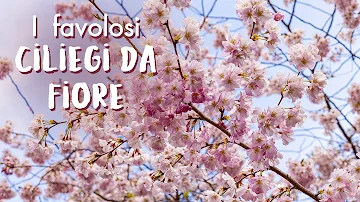 In quale mese fiorisce il ciliegio?