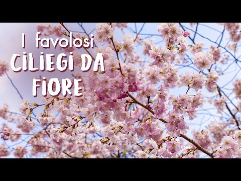 Video: Ciliegi in crescita: piantare alberi di ciliegio nel tuo giardino