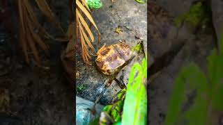 Famous UPSIDE Down Box Turtle alert! 🐢👍❤️ Net Worth