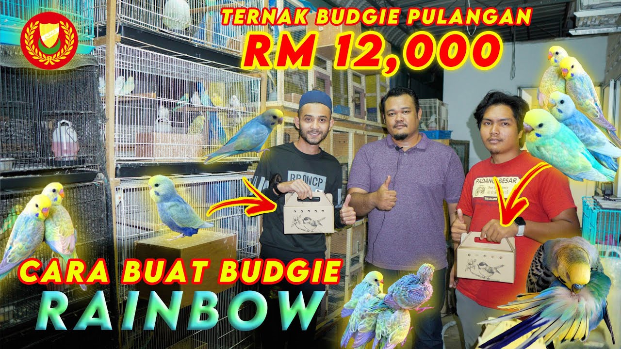 Bangkit Setelah Kerugian RM15,000 Dalam Dunia Budgie | Ternyata Bukan Mudah Untuk Hasilkan Rainbow !