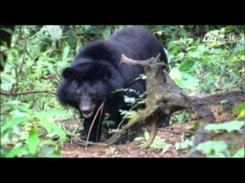 Video: Gấu Cưng được đưa Về Hoang Dã ở Việt Nam