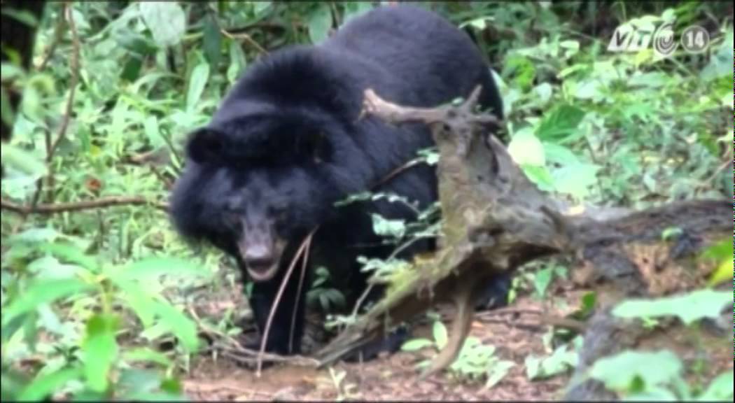 VTC14_Phát hiện loài gấu ngựa trong sách đỏ ở Việt Nam - YouTube