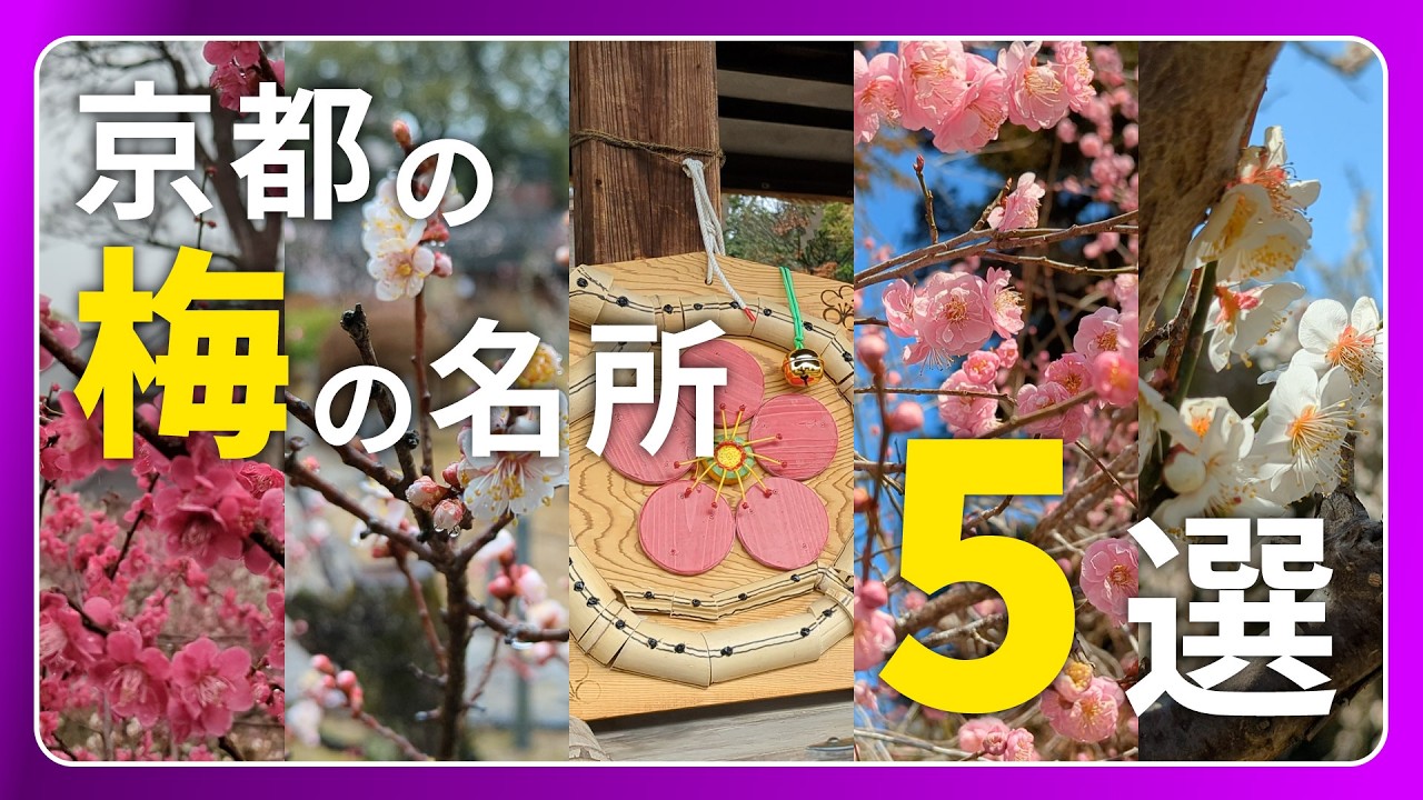 京都の梅の名所5選【京都めぐり／HironTV】