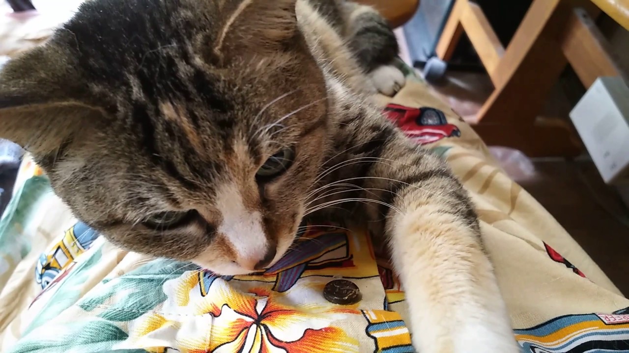 甘えんぼネネ137（　返事をしないが拗ねて甘えているだけの猫　） - YouTube 湯川健一