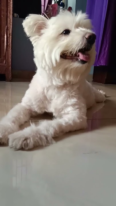 Eat sleep cuddle repeat maltese youtube shorts petsforever petslover eat-sleep-cuddle-repeat-maltese-youtube-shorts-petsforever-petslover