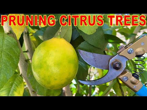 Video: Tips för att trimma citrus – Lär dig hur man beskär ett citrusträd