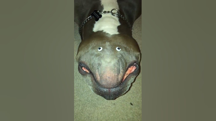 CACHORRO LINDO !!! OLHA SÓ, QUE BICHO É ESSE KKKKKK #shorts #bicho #cachorro? #kkkk
