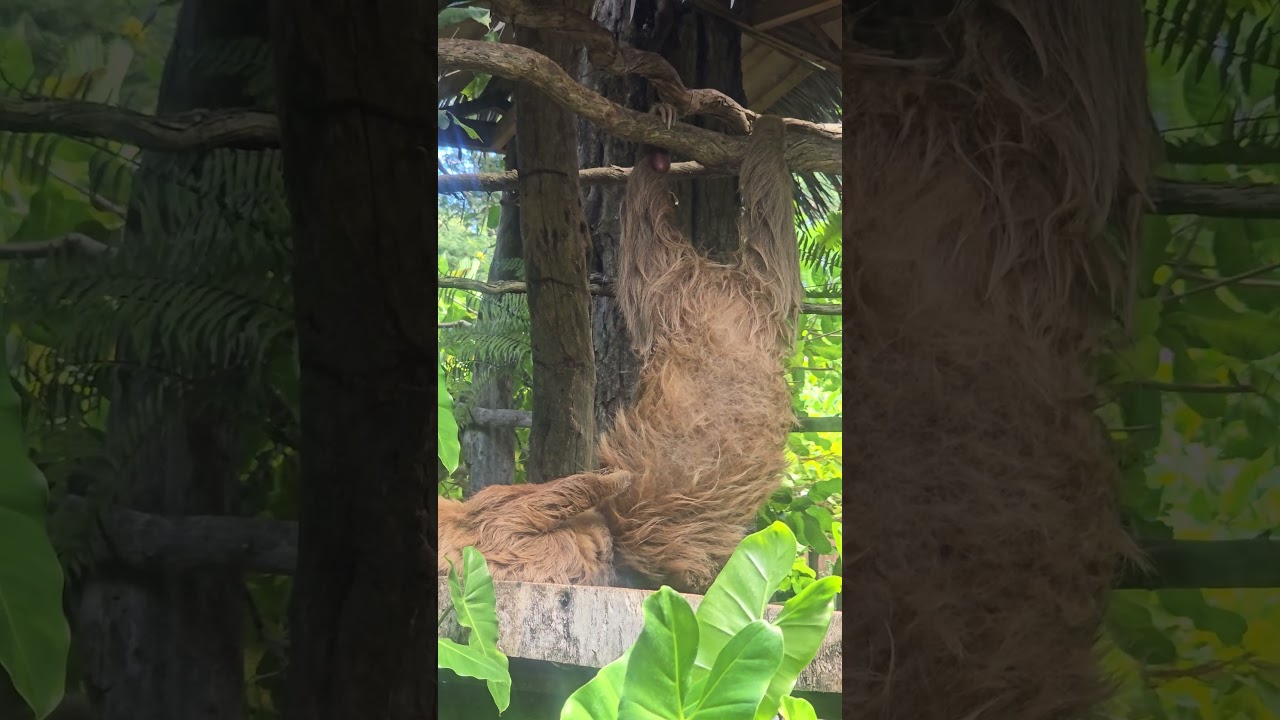 Sloth eating next to its buddy hanging and how it holds itd claw up when done like a diva