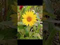 Sunflower (Helianthus annuus) Capitulum inflorescence...