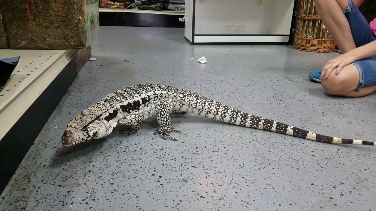 Awesome Blue Tegu at LLL Reptile - YouTube