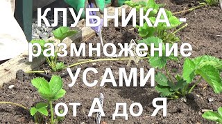 29 КЛУБНИКА - ВСЁ о размножении усами. Почва, определение кислотности.