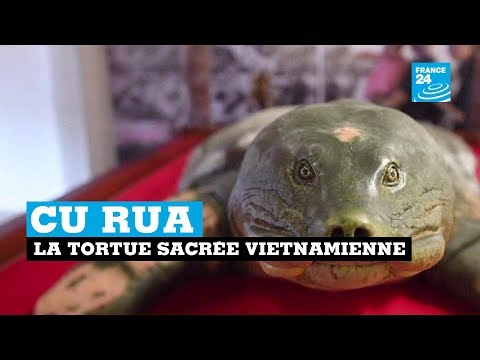 'Cu Rua' la tortue sacrée vietnamienne