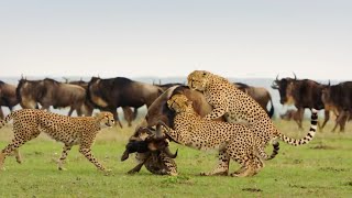 How To Cheetah Family Survive In Savana Grassland| Cheetah Attack Wildebeest Masai Mara Migration