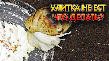 Улитка ахатина не ест – что делать?
