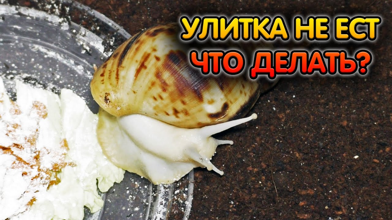 Нельзя улиткам. Улитки молочко. Что делать если улитка уснула. Почему улиткам нельзя круглый контейнер.