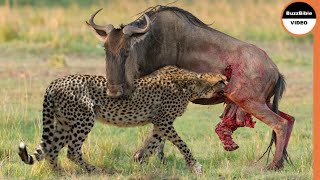 Cheetahs Exhibit Brutal Force To Kill a Wildebeest