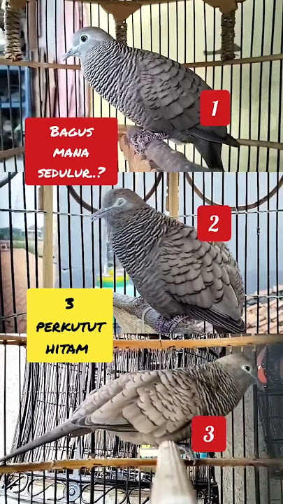 Tiga perkutut hitam gacor