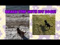 taking my dogs to the beach!