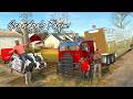 MOO MOO'S FINALLY ARRIVE on Grandpa's Farm!