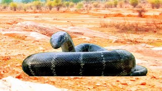 Anaconda Snake Attack Nagin Ep7 #snake #python #snakes #nagin #anaconda #bigsnake #anacondasnake