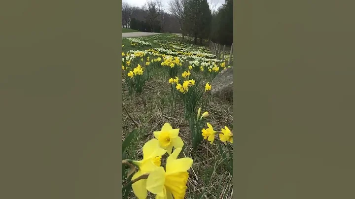 Stretch of 50,000 daffodils along Alden Road in th...