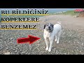 BU KÖPEK SİNİRLENİNCE KENDİSİNİ ISIRIYOR.This dog bites herself when she gets angry