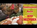 Куры несушки несут бесплатные яйца! Как сэкономить на кормах?!