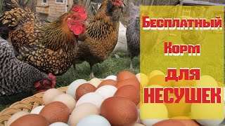 Куры несушки несут бесплатные яйца! Как сэкономить на кормах?!