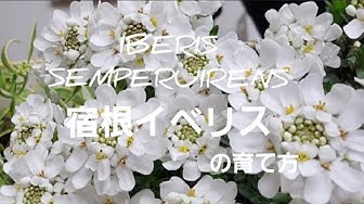 イベリスセンペルビレンス Youtube