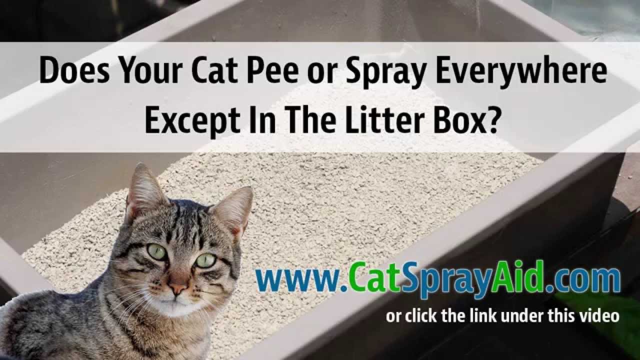 How To Stop Your Cat From Peeing Outside Litter Box And In Your