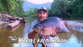 Download Lagu Menaklukkan Perlawanan Hampala dan Kaloi Merah | MANCING MANIA STRIKE BACK (27/07/25) Part 2 MP3 Download Lagu Menaklukkan Perlawanan Hampala dan Kaloi Merah | MANCING MANIA STRIKE BACK (27/07/25) Part 2 MP3