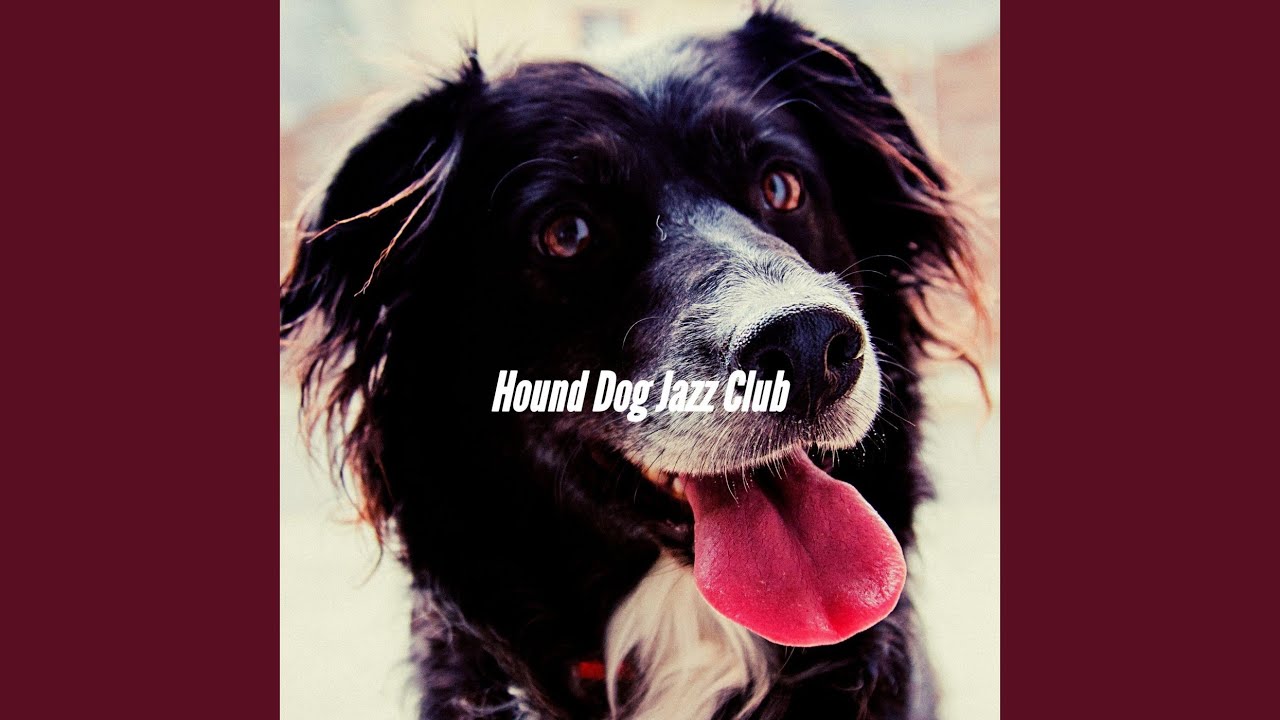 classic-moods-for-keeping-dogs-entertained-youtube