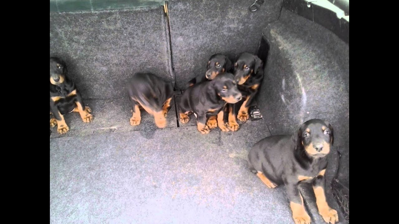 Dobermans puppies for sale ! YouTube