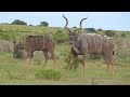 SOUTH AFRICA kudus, SANparks (new footage)