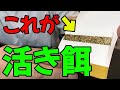 【超絶簡単】活き餌革命!?ゾウリムシに代わるもの見つけてしまった・・・【アクアリウム・稚魚】