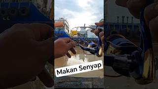 Makan Senyap Double Strike Pandai Dia Tau2 Umpan Habis