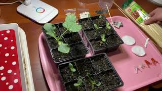 видео: Прививка арбузов  Мастер класс! картинка: Прививка арбузов  Мастер класс!