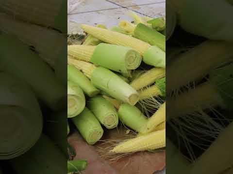 Bahasa Jawa Jagung Muda