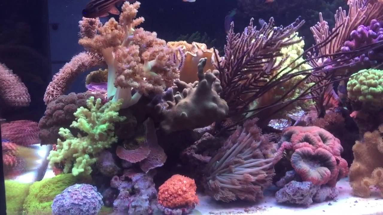 Soft Coral Reef Tank - YouTube
