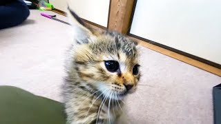 まだまだ未熟な保護猫と成熟したまりも