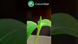 Cucumber cucumis Sativus Germination Timelapse viral