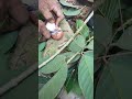 Berbagi rahsia Cara mudah stik /Tut pokok mangga ,rambutan dan ketum