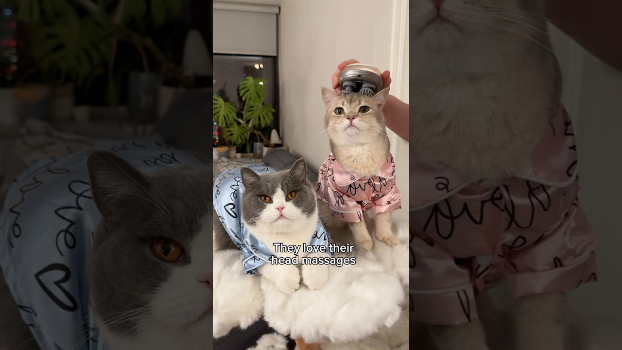 Cats plan out the perfect Valentine’s Day with their talking buttons ❤️ 